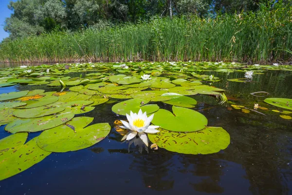 Vacker Sommar Älv Med Vita Näckrosor — Stockfoto