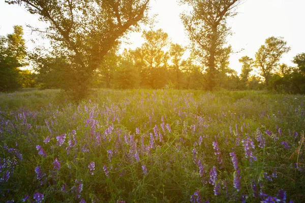 夕暮れ時の花と美しい夏の森のグレード — ストック写真