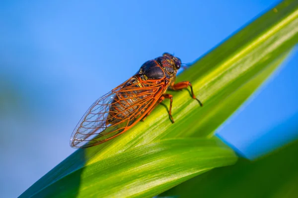 Büyük Cicada Yeşil Mısır Yaprağı Üzerinde Oturup — Stok fotoğraf