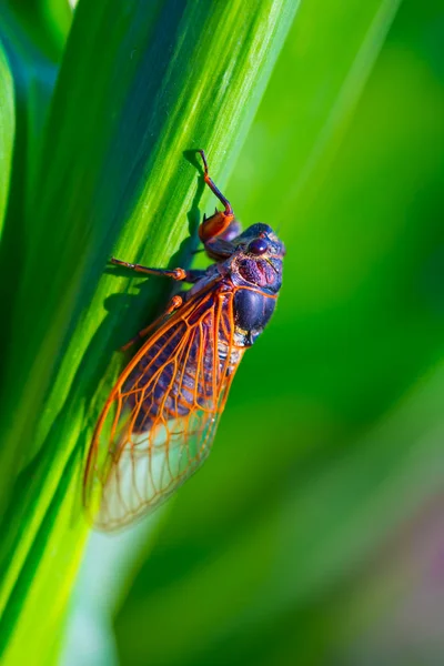 Büyük Cicada Yeşil Mısır Yaprağı Üzerinde Oturup — Stok fotoğraf