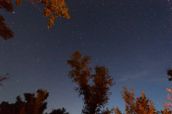 Noche Cielo Estrellado Árbol Iluminado Por Fuego Del Campamento — Foto de Stock
