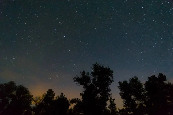 Nacht Bos Landschap Donkere Boom Silhouet Sterrenhemel Achtergrond — Stockfoto