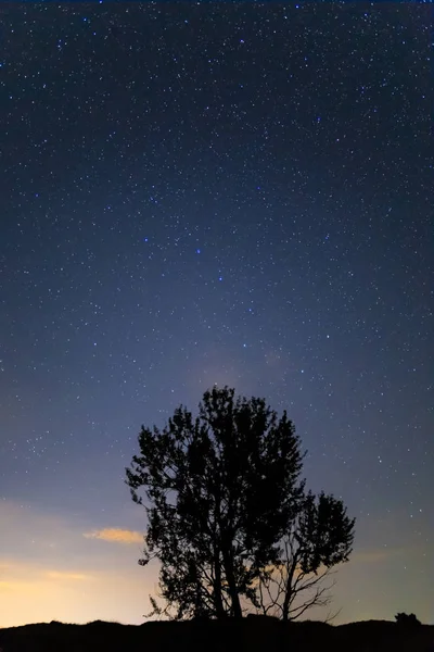 Prairie Tranquille Avec Silhouette Arbre Seul Sous Ciel Étoilé Avec — Photo