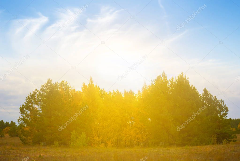 small grove among  prairies at the sunset, autumn natural background