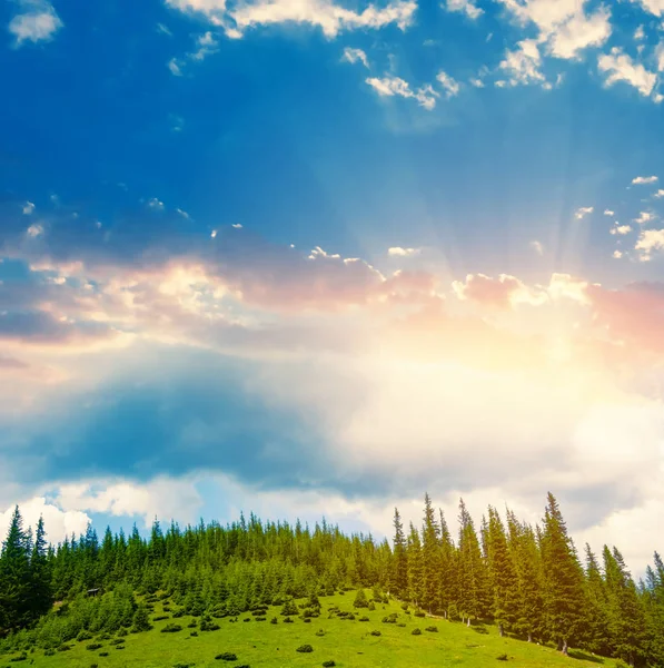 Grüner Hügel Mit Kiefernwald Unter Wolkenverhangenem Himmel Bei Sonnenuntergang Natürlicher — Stockfoto