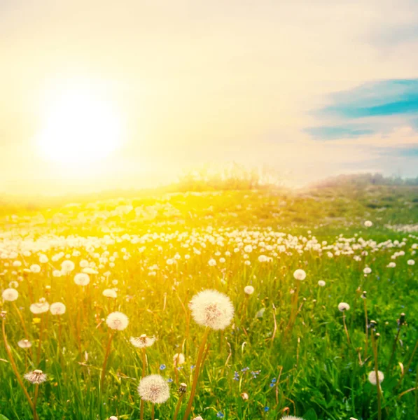 Gün Batımında Karahindiba Çiçekleri Ile Yaz Yeşil Çayır — Stok fotoğraf