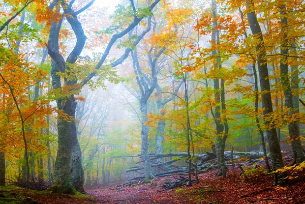 Schöner Nasser Herbstwald Blauem Nebel Pastoraler Natürlicher Hintergrund — Stockfoto