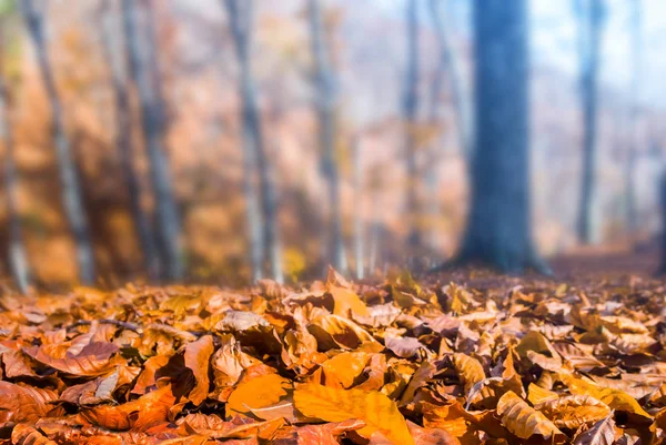 Nahaufnahme Rotes Trockenes Laub Herbstwald — Stockfoto