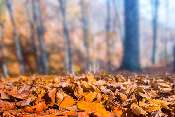 Primo Piano Rosso Foglie Secche Nella Foresta Autunnale — Foto Stock