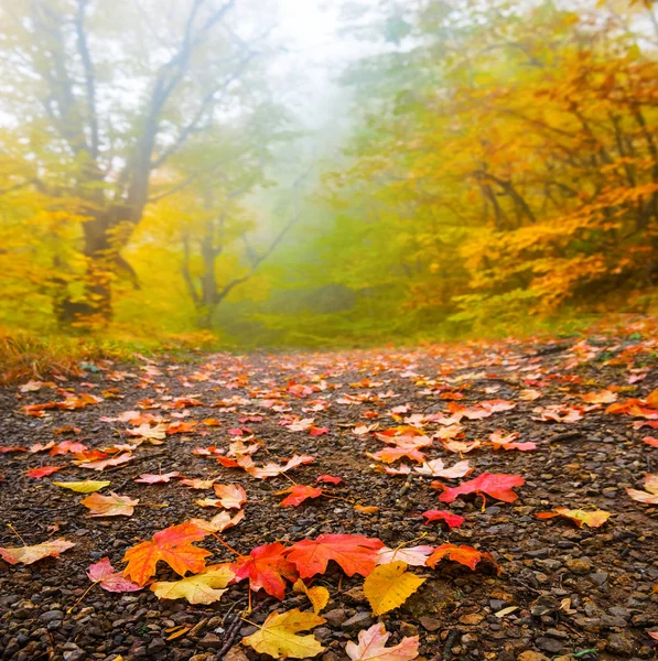 Floresta Outono Tranquila Com Folhas Secas Vermelhas Solo — Fotografia de Stock
