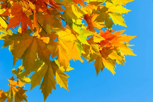 Närbild Rött Platanträd Gren Med Löv Blå Himmel Bakgrund — Stockfoto