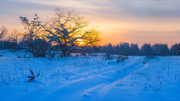 Alone Oak Tree Bland Vinterslätten Snö Vid Solnedgången Naturlig Panorama — Stockfoto