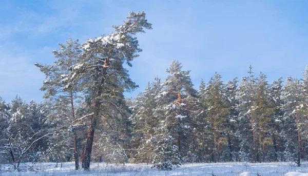 美丽的冬季雪覆盖森林 冬季自然背景 — 图库照片