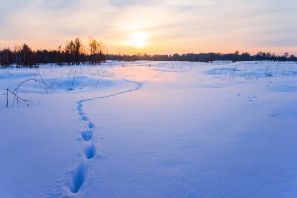 Quiet Snowbound Winter Prairie Human Track Sunset — Stock Photo, Image