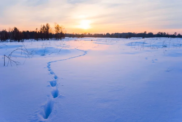 Tranquilla Prateria Invernale Innevata Con Pista Umana Tramonto — Foto Stock