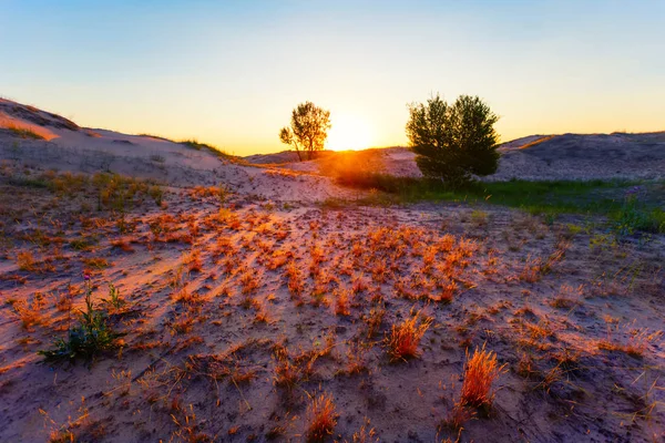 Prairie Avec Herbe Coucher Soleil Fond Extérieur Soirée — Photo