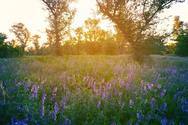 Bela Clareira Floresta Verão Com Flores Pôr Sol — Fotografia de Stock