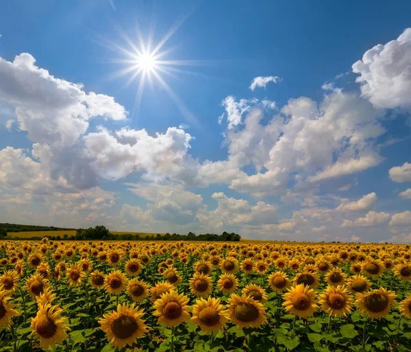 Schöne Sommer Sonnenblumenfeld Unter Einer Glitzernden Sonne Landschaft Landwirtschaftlichen Hintergrund — Stockfoto