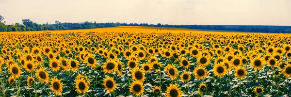 Beautiful Golden Sunflower Field Panorama Village Countryside Background — Stock Photo, Image