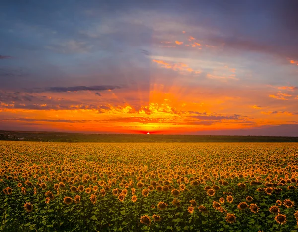 Coucher Soleil Rouge Spectaculaire Sur Champ Tournesol Doré — Photo