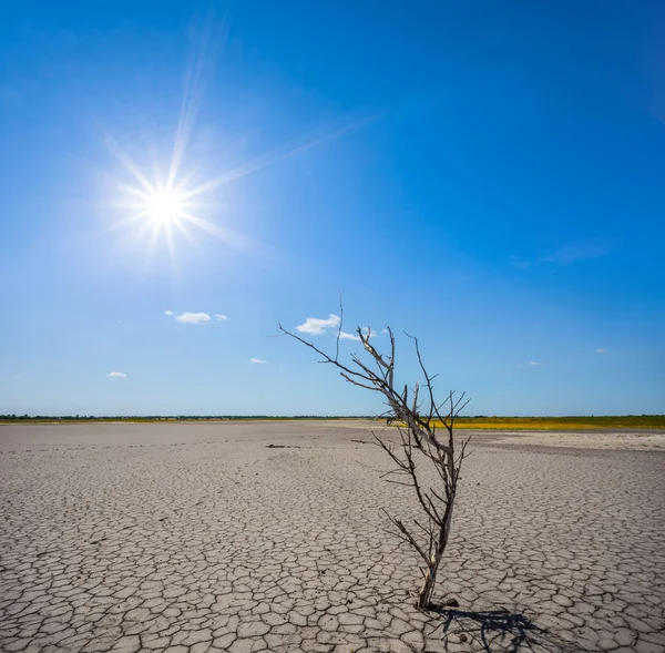 Dry Tree Dry Cracked Land Hot Summer Sun — Stock Photo, Image