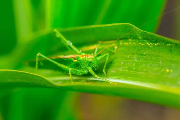 Closeup Verde Grasshooper Sentar Uma Folha — Fotografia de Stock