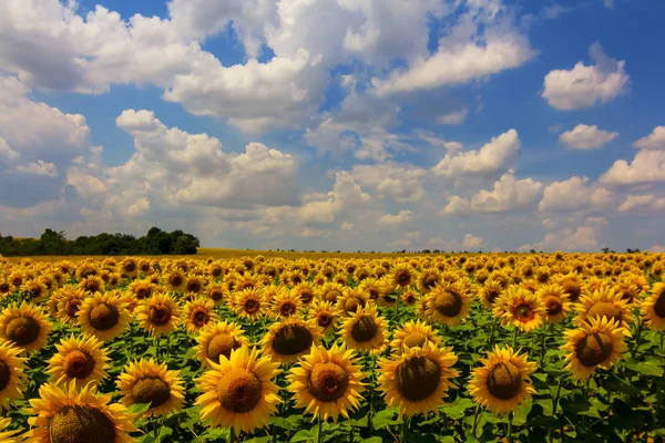 Beautiful Summer Sunflower Field Dense Clouds — Stock Photo, Image