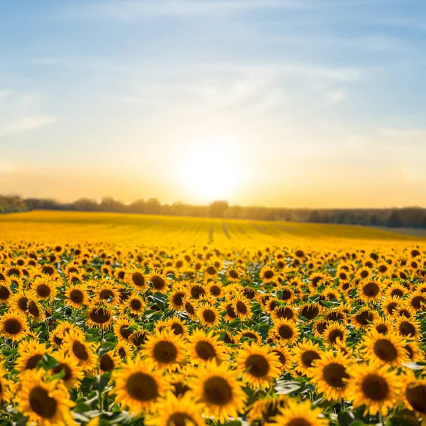 Schöne Sommer Sonnenblumenfeld Bei Sonnenuntergang Natürliche Landwirtschaft Hintergrund — Stockfoto