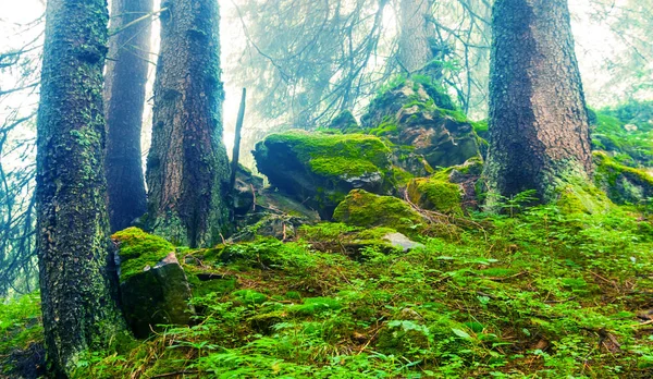 Hermoso Bosque Pino Primer Plano Fondo Niebla Natural Verano —  Fotos de Stock