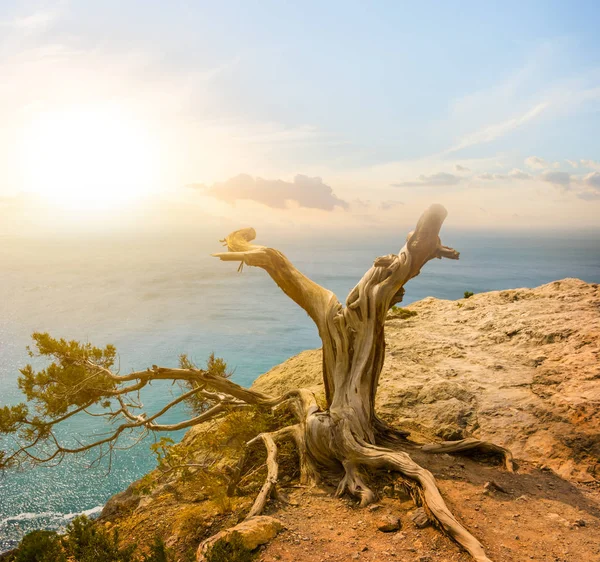 Suche Drzewo Klifie Morskim Zachodzie Słońca — Zdjęcie stockowe