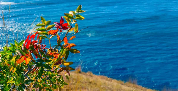 Primer Plano Rojo Otoño Arbusto Crecimiento Costa Del Mar Otoño — Foto de Stock