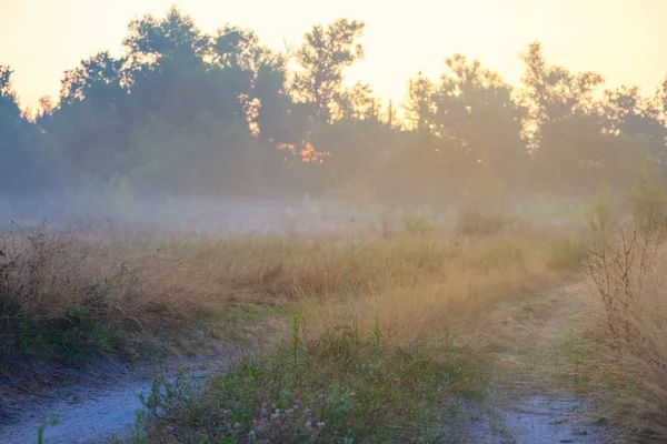 Sommerwald Nebel Beim Sonnenaufgang — Stockfoto