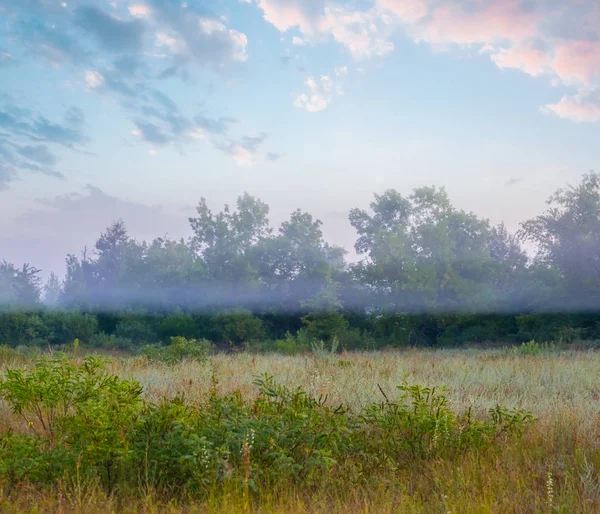 Hermoso Paisaje Claro Bosque Madrugada — Foto de Stock