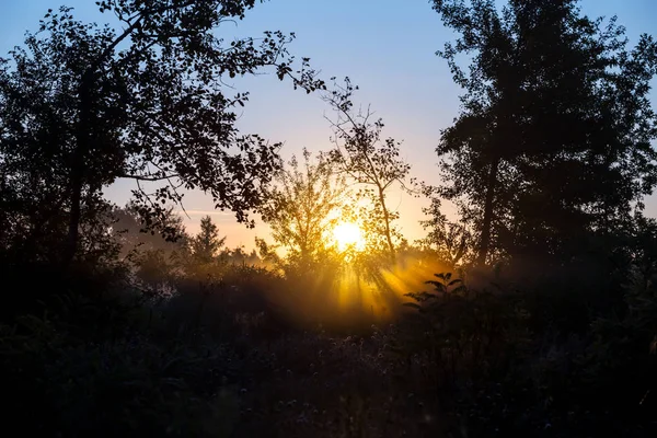 Silhouette Forêt Été Dans Soleil Tôt Matin — Photo