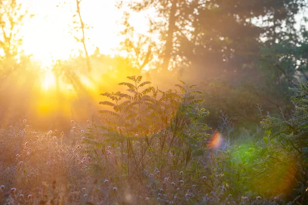 Sommerwald Den Strahlen Der Aufgehenden Sonne Frühen Morgen Natürlicher Backplatz — Stockfoto
