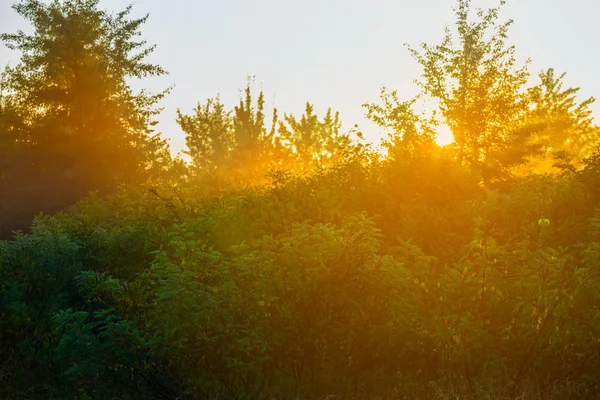 Letni Las Słońcu Wczesnym Rankiem — Zdjęcie stockowe
