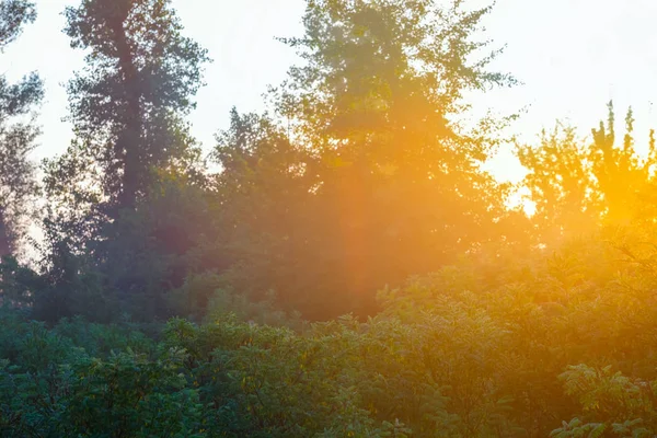 Schöne Nahaufnahme Sommerwald Frühen Morgen — Stockfoto