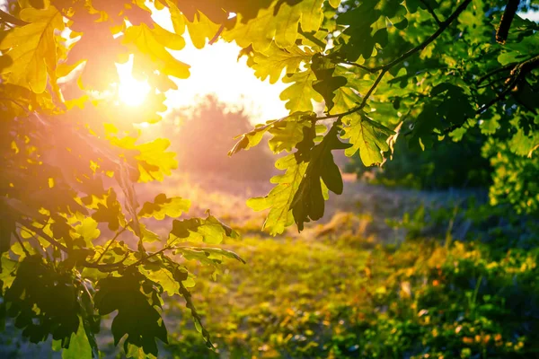 Sabahın Erken Saatlerinde Güneş Işığında Yakın Çekim Meşe Ağacı Dalı — Stok fotoğraf