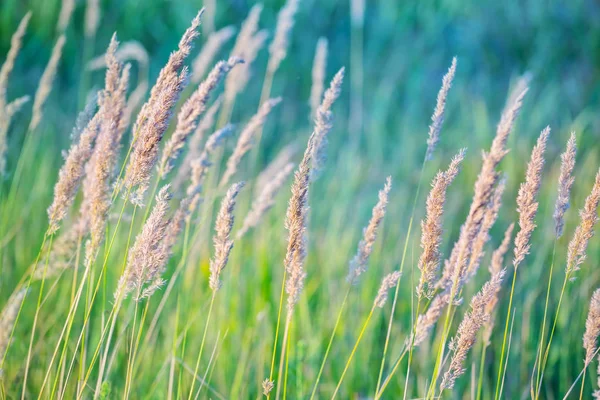 Närbild Gräs Sommar Prärien — Stockfoto