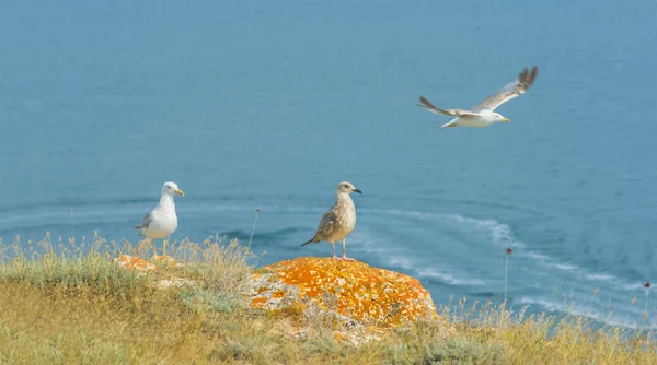 Flock Seagull Sea Cape — Stock Photo, Image