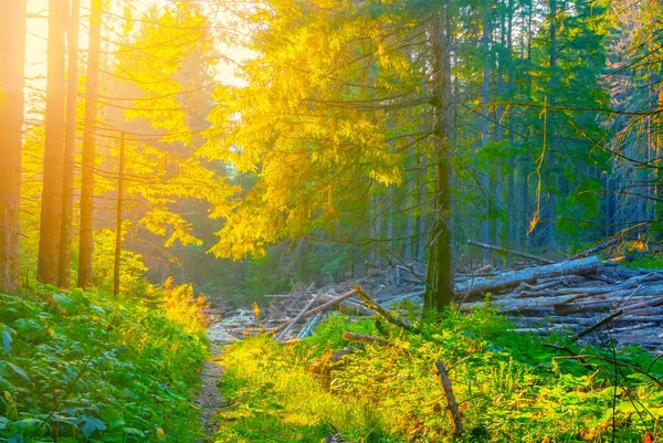 Prachtige Dennenbossen Glade Scene Bij Zonsondergang — Stockfoto