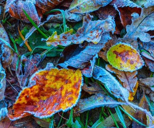 Beau Fond Naturel Automne Feuilles Gelées Sèches Rouges Dans Glace — Photo