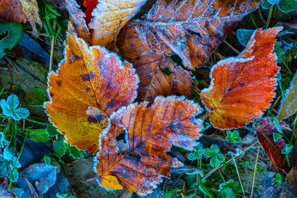 Wunderschöner Herbstlicher Natürlicher Hintergrund Rot Gefrorene Blätter Eis Inmitten Eines — Stockfoto