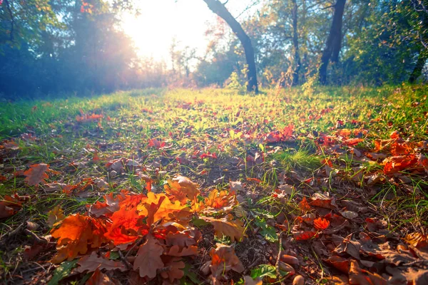 Nahaufnahme Rote Herbstwaldlichtung Sonnenlicht — Stockfoto