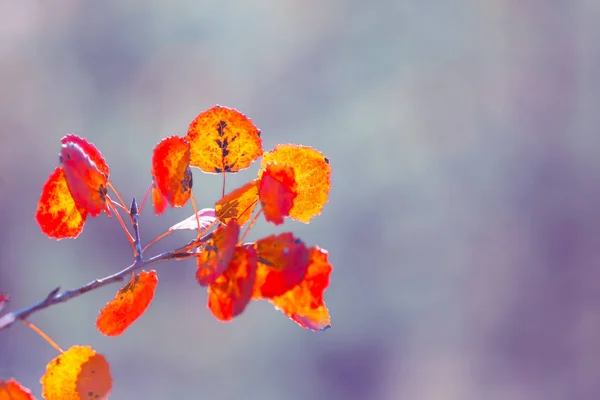 Nahaufnahme Roter Espenbaum Einem Herbstlichen Wald — Stockfoto