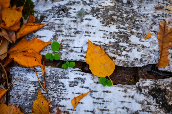 Nahaufnahme Birkenrinde Inmitten Trockener Herbstblätter Natürlicher Herbsthintergrund — Stockfoto