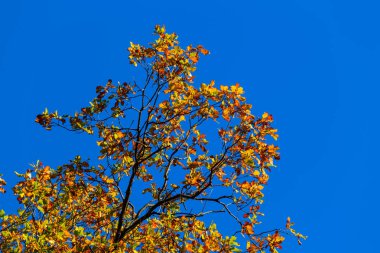 mavi bir gökyüzü arka plan üzerinde kırmızı meşe sonbahar ağacı