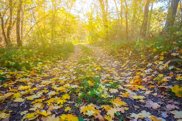 Sraženin Červený Javorový Podprales Slunci — Stock fotografie