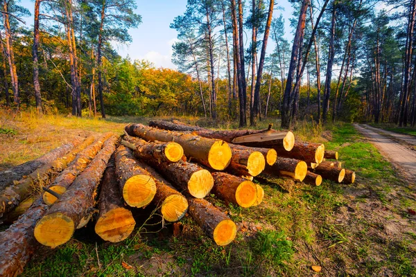 Haufen Kiefernstämme Liegen Wald — Stockfoto
