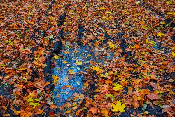 Крупным Планом Грязная Осенняя Дорога Покрытая Красными Листьями Водным Бассейном — стоковое фото